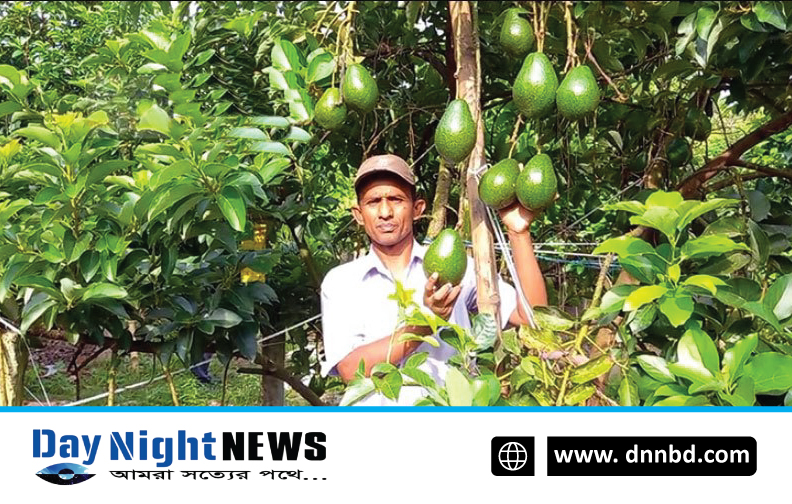 ঝিনাইদহে বিদেশী ফল অ্যাভোকাডোর বানিজ্যিক চাষ